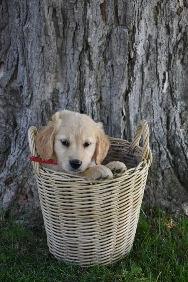 Purebred Golden Retriever Puppies in Dogs & Puppies for Rehoming in Oakville / Halton Region - Image 2