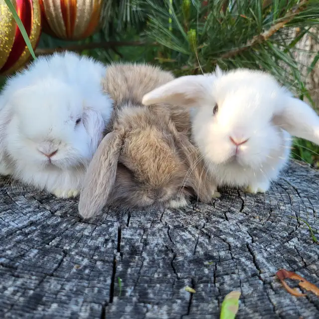 Bébé lapin néerlandais, bélier, tête de lion * baby bunny rabbit in Small Animals for Rehoming in West Island - Image 6