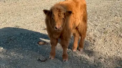 Highland cow calf pair, View more