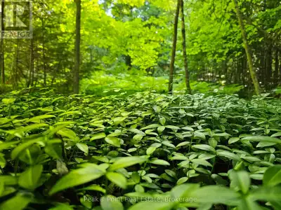 Welcome to the beautiful and tranquil 48.21-acre property on Purple Valley Road! This pristine piece...