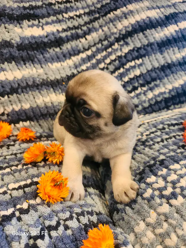Mes petits trésor ! Pug carlin in Dogs & Puppies for Rehoming in Lanaudière - Image 18