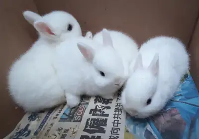 Good Featured BlueEye White Purebred Netherland Dwarf baby bunny rabbit, #Great for a gift for relie...