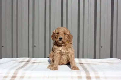 Doodle Days Kennels is happy to annouce our beautiful litter of Medium F1B Goldendoodles from Shadow...