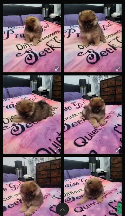 2 Tiny teddy bear  male/female Pomeranians for sale, View more