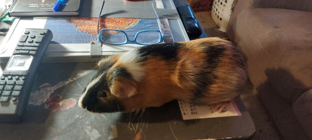 2 ginnea pigs in Small Animals for Rehoming in Edmonton - Image 2