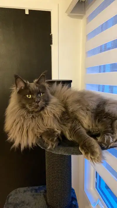 Chat maincoon, View more