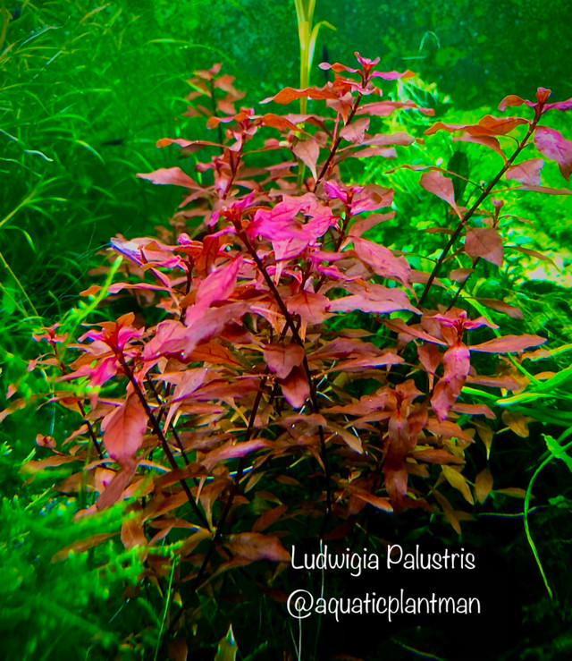 Aquarium aquatic plants moss bucephalandra *Huge List* dans Animaux de ferme  à Ville de Montréal