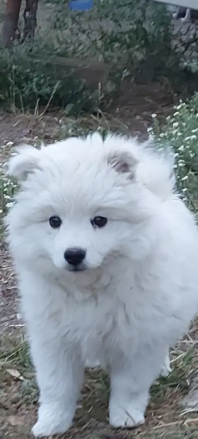 American Eskimo Puppy, View more