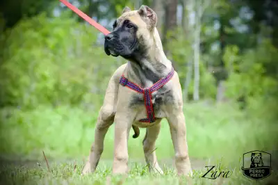 Welcome to Perro Presa Kennel. Please visit our website and social media Website: Perropresa.ca Inst...
