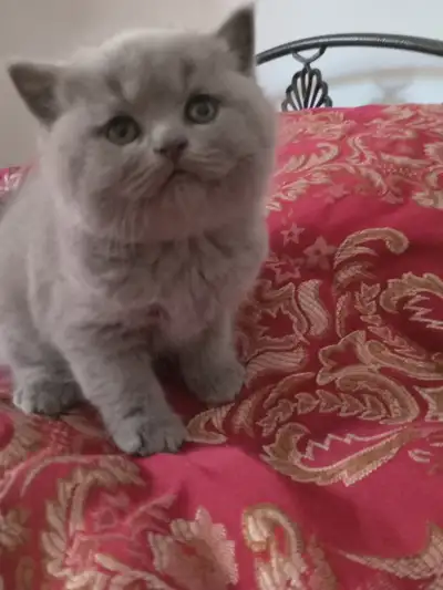Adorable Scottish straight blue kittens registered in CCA/AFC, View more