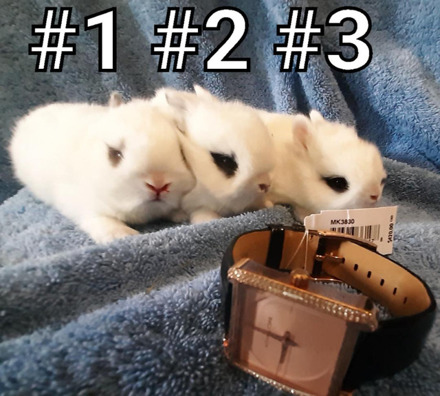 Great Featured Purebred Netherland Dwarf bunny rabbit, #Great fo in Small Animals for Rehoming in St. Catharines