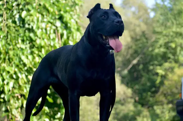 Presa Canario Puppies *Ready Now* in Dogs & Puppies for Rehoming in City of Toronto - Image 12