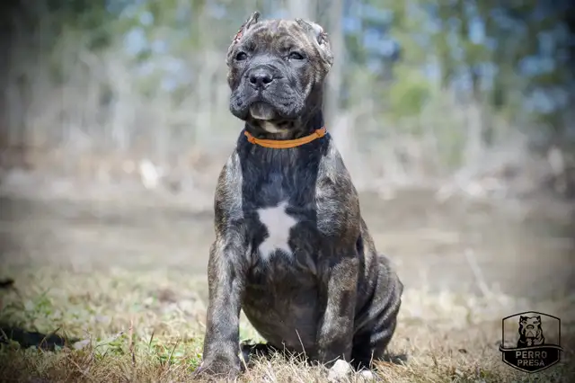 Presa Canario Puppies *Ready Now* in Dogs & Puppies for Rehoming in City of Toronto - Image 11