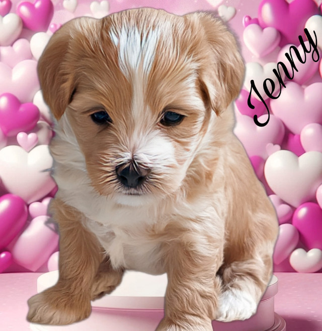 Purebred Havanese Available May 14 2024 in Dogs & Puppies for Rehoming in Comox / Courtenay / Cumberland