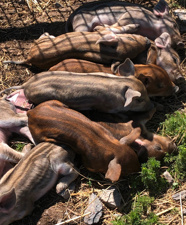 Spring  Piglets  for May 25 th in Livestock in Peterborough