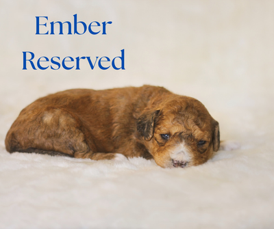 Our home is full of happy puppy sounds this season! These sweet babies were born on October 15th and...