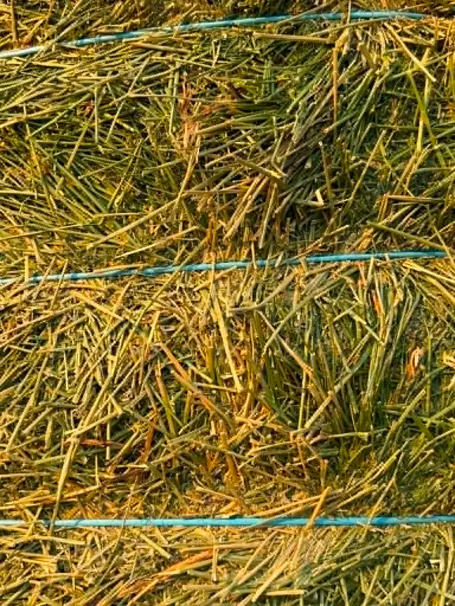 Timothy / Alfalfa /mix hay in Livestock in Penticton - Image 13
