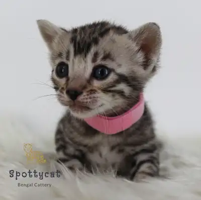 **Last one available** Bengal Kitten–TICA Registered–Vaccinated, View more