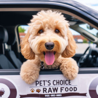 Affordable Quality Raw Dog And Cat Food