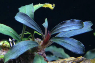 Aquarium aquatic plants moss bucephalandra *huge list*, View more