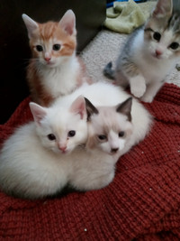 Sweet Kittens ready for new homes