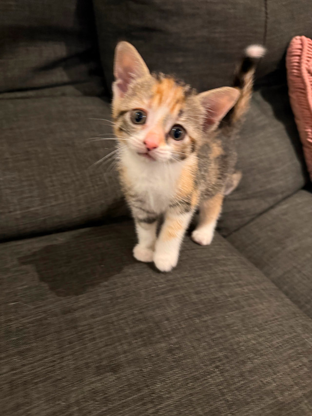 Adorable Kittens Ready for Their Forever Homes! in Cats & Kittens for Rehoming in Kitchener / Waterloo - Image 2