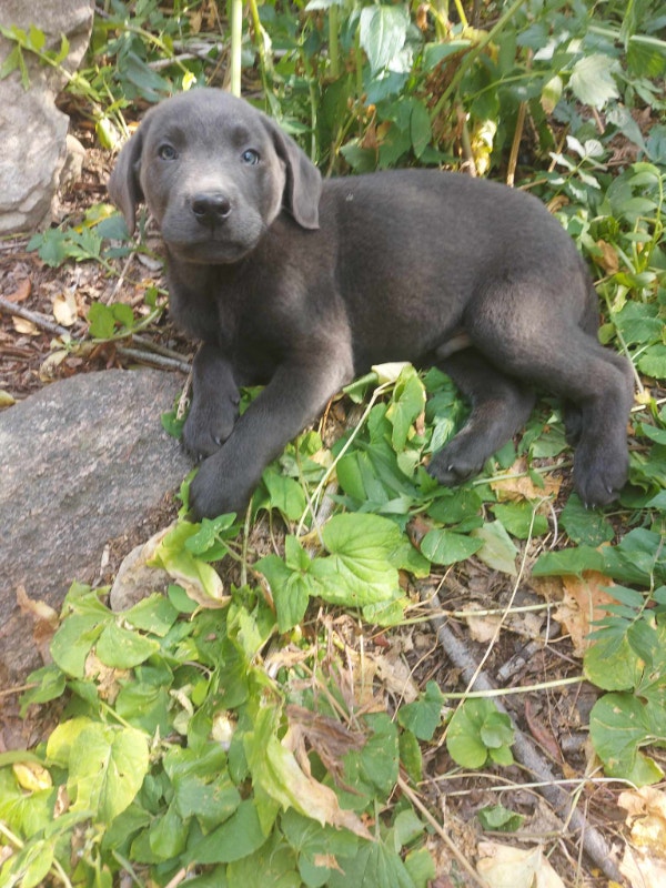 Silver & charcoal labrador puppies Dogs & Puppies for Rehoming