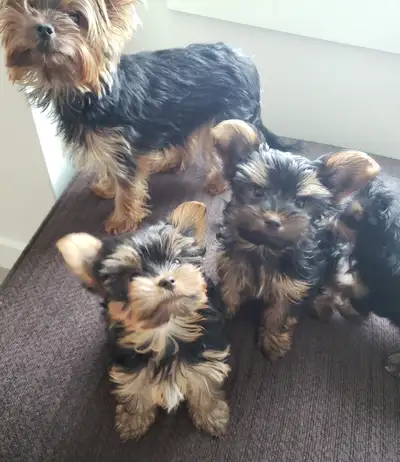 Traditional yorkie female puppies, View more