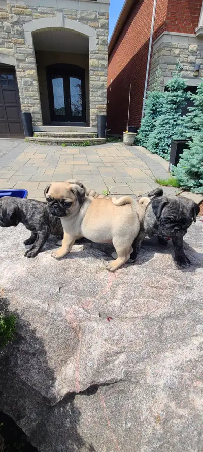 PUG puppies, View more
