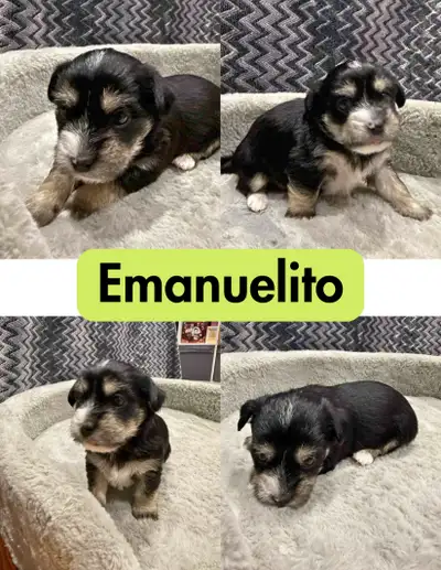 Adorable Morkie Puppies, View more