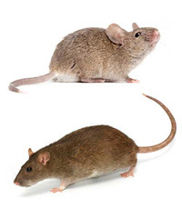 Pest Control Mice, Rats Bed Bugs, Cockroaches 416898 0333