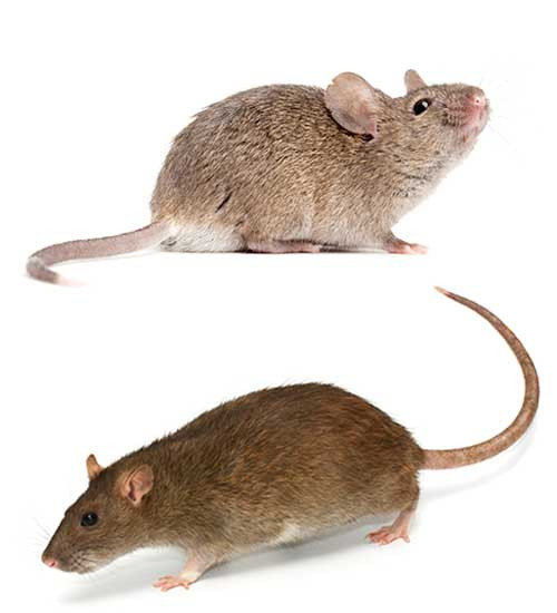 Pest Control Mice, Rats Bed Bugs, Cockroaches 416898 0333 in Other in Hamilton