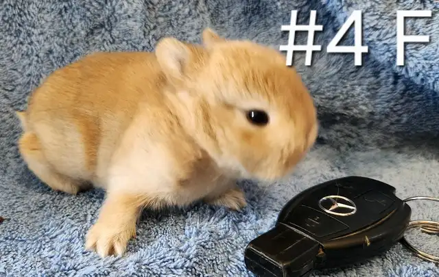 Top Featured Purebred Netherland Dwarf bunny rabbit, #Great for in Small Animals for Rehoming in Oshawa / Durham Region - Image 6