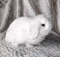 Great Featured Purebred BlueEye Holland Lop bunny rabbit, #Great