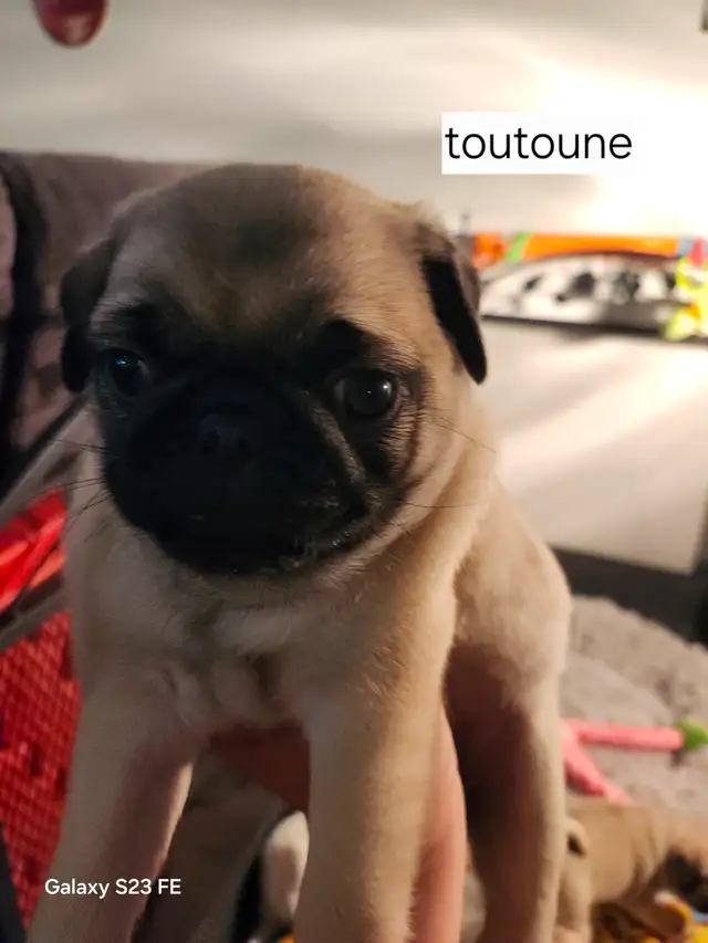 Mes petits trésor ! Pug carlin in Dogs & Puppies for Rehoming in Lanaudière - Image 12