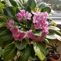 African Violet Plant - Different Colours Available