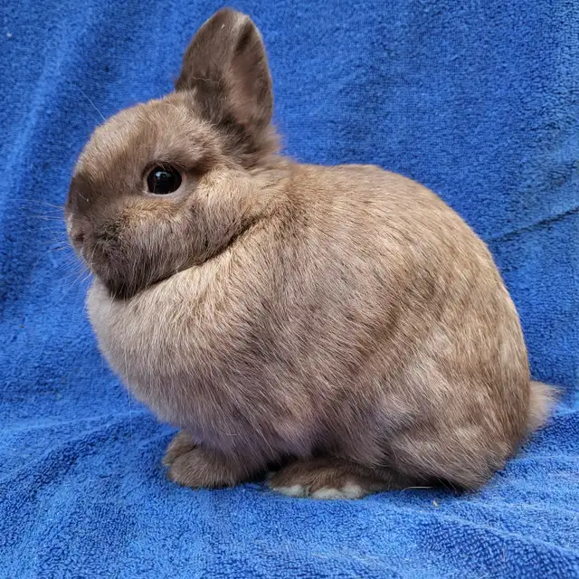 EXTRAORDINARY NETHERLAND DWARF, HOLLAND LOP,  LIONHEAD BUNNIES in Small Animals for Rehoming in Ottawa - Image 6