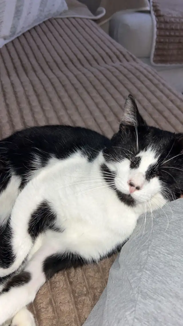 Cat to sell in Cats & Kittens for Rehoming in City of Montréal - Image 2