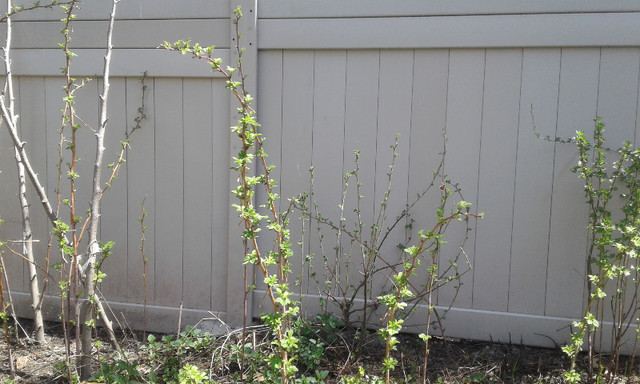 Raspberry for planting in Plants, Fertilizer & Soil in Ottawa - Image 2