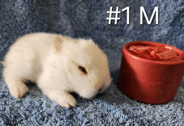 Great Featured Purebred Netherland Dwarf, Holland Lop, Hotot bun in Small Animals for Rehoming in Sudbury - Image 2