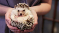 pet sitting / pet daycare services Ottawa Ottawa / Gatineau Area Preview