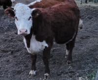 Register Hereford female due in July