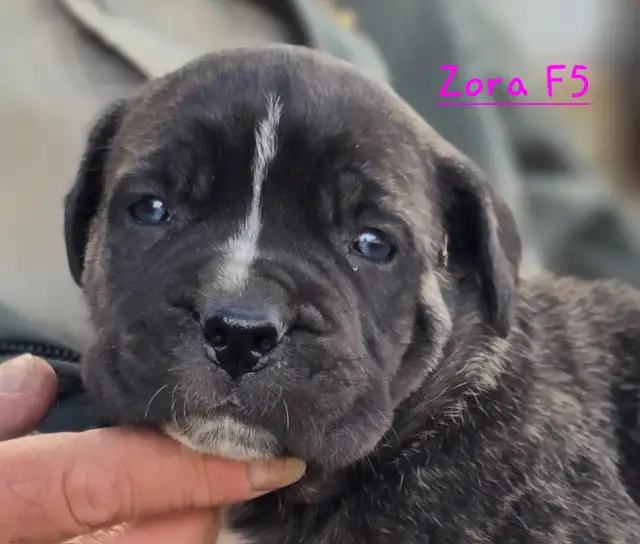 WORLD CLASS CANE CORSO PUPPIES in Dogs & Puppies for Rehoming in Vancouver - Image 4