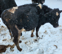 Holstein angus bull for sale