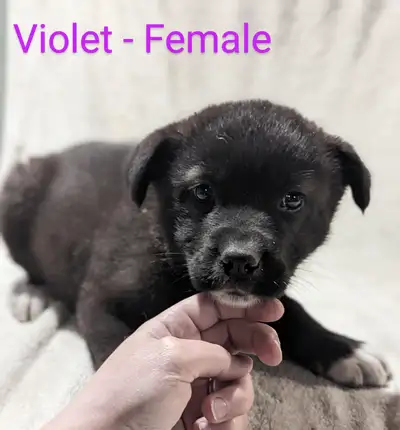 Open to trade for other female dog (not spayed) Looking for a loyal, intelligent, and loving compani...