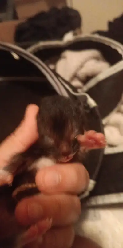5 Kittens white &black and 1 grey, View more