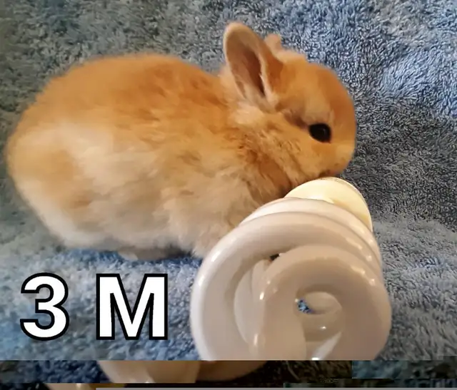 Great Featured Purebred Netherland Dwarf bunny rabbit, #Great fo in Small Animals for Rehoming in Ottawa - Image 5