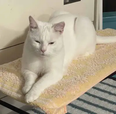 Pure White Affectionate Gentle Cat is looking for a loving home. She is spayed and up to date with s...