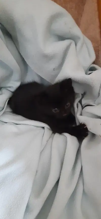 Adorable kitten, View more