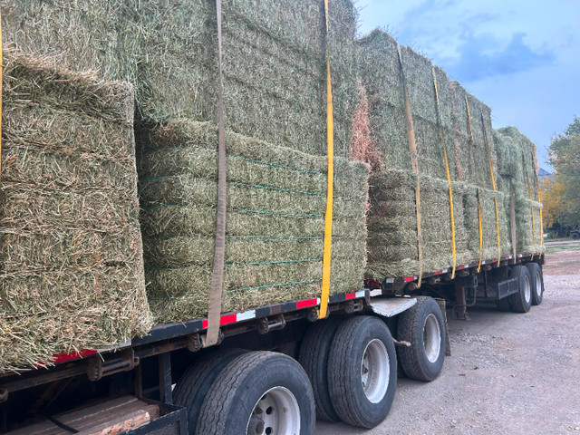 Alfalfa Hay in Livestock in Penticton - Image 2